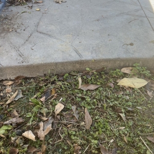 Photo of AAA Pools