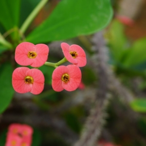 Photo of Birmingham Botanical Gardens