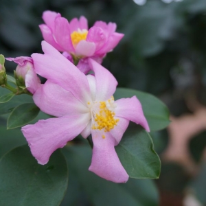 Photo of Birmingham Botanical Gardens