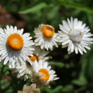Photo of Birmingham Botanical Gardens