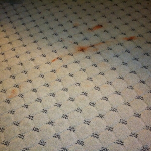 Photo of Five Star Carpet Repair and Stretching