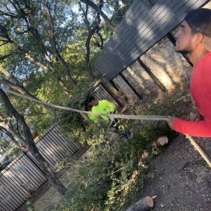 Photo of Joe's Tree Care