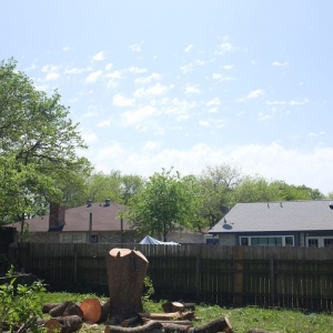 Photo of Joe's Tree Care