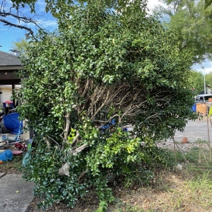 Photo of Joe's Tree Care