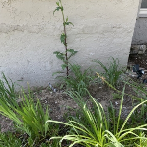 Photo of Green Horizons Landscape Maintenance