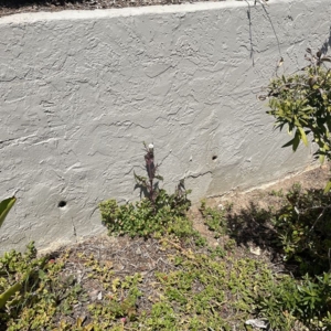 Photo of Green Horizons Landscape Maintenance