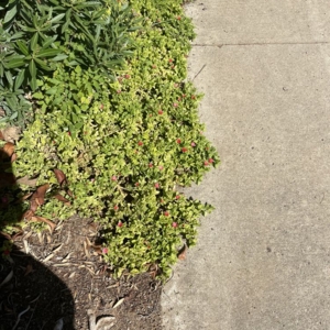 Photo of Green Horizons Landscape Maintenance