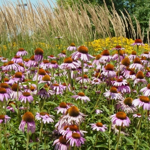 Photo of Embassy Landscape Group