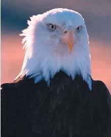 Photo of Eagle Land Title Agency