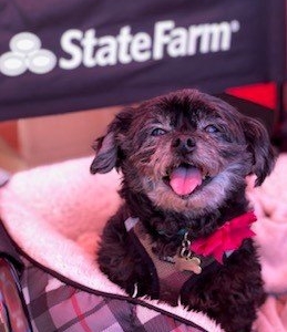 Photo of Adam Chamorro - State Farm Insurance Agent