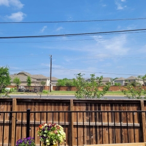 Photo of Ted's Trees