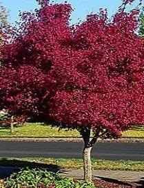 Photo of Ted's Trees