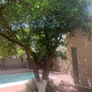 Photo of Luis Landscaping