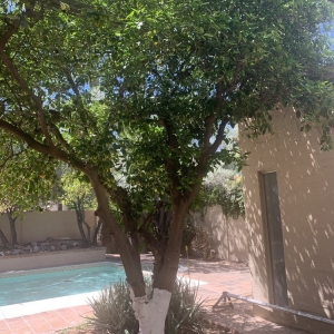 Photo of Luis Landscaping