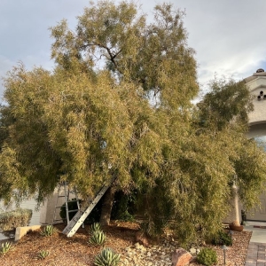 Photo of Bonilla Landscaping