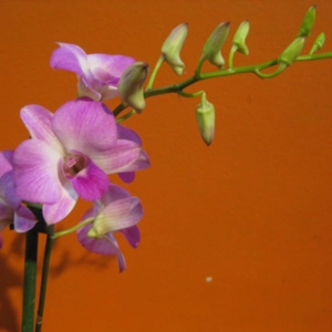 Photo of Floristería Jacaranda