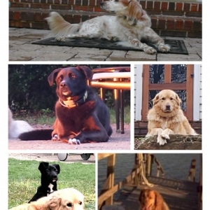 Photo of Image Arts