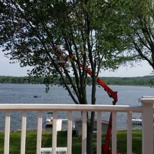 Photo of A Cut Above Tree Service and Landscaping