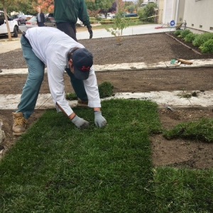 Photo of Antonio Alcaraz Gardening and Landscaping Services