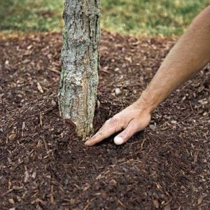 Photo of Ohio Mulch
