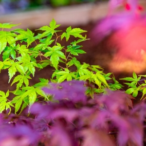Photo of Green Images and Design