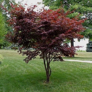Photo of bioLawn
