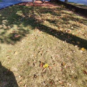 Photo of Dirty Bird Lawn Care