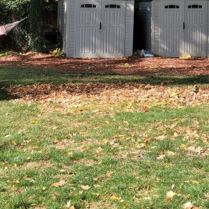 Photo of Dirty Bird Lawn Care