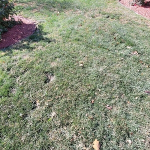 Photo of Dirty Bird Lawn Care