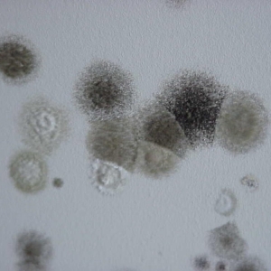 Photo of Bio Clean of Utah
