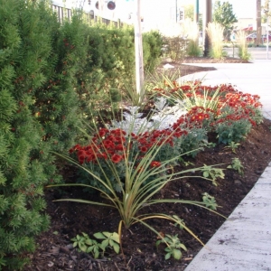 Photo of South Side Roots