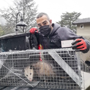 San Francisco ASAP Rodent Solutions