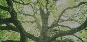 Photo of Paul Bunyon & Sons Tree Services