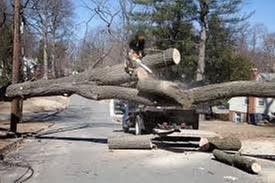 Photo of Paul Bunyon & Sons Tree Services