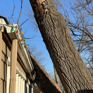 Photo of Paul Bunyon & Sons Tree Services