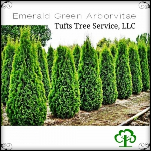 Photo of Tufts Tree Service