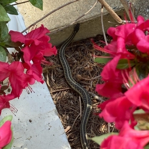 Winston-salem Pest-X Exterminating