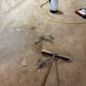 Photo of Carpet Technologies