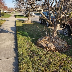 Eastpointe B&B Lawnscape