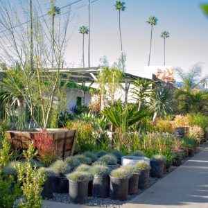 Pasadena The Standard Design Group Nurseries