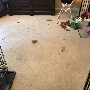 Photo of 24Hr Pure Carpet Care