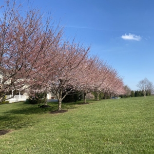 Photo of Green Source Lawn Care