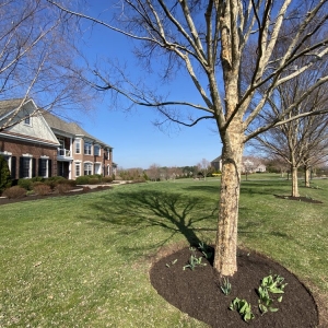 Photo of Green Source Lawn Care