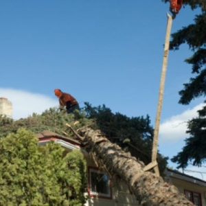Photo of Boulder Hill Tree Service