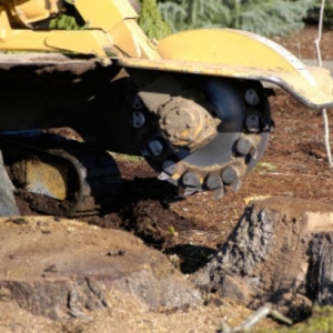 Photo of Boulder Hill Tree Service