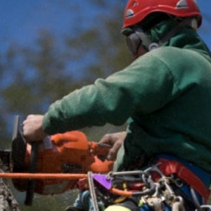 Photo of Boulder Hill Tree Service