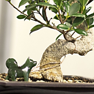 Photo of Jade Dog Capital