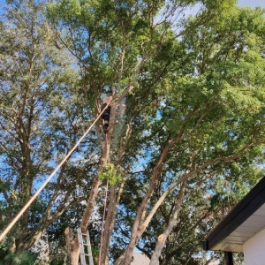 Apopka Trevor's Tree's