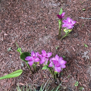 Photo of Pike Nurseries