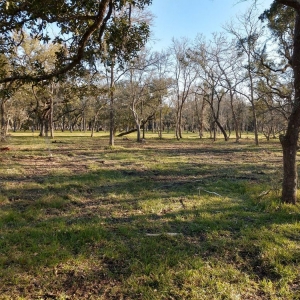Photo of Ideal Land Services